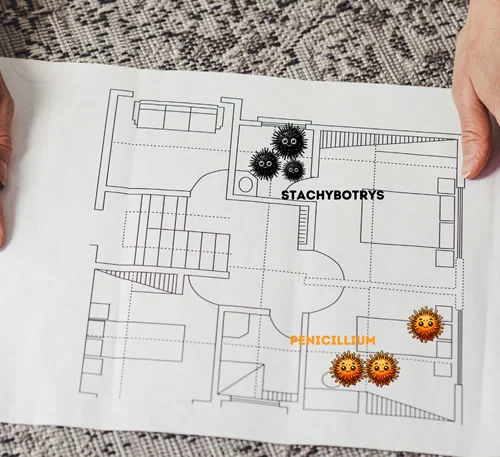 mold remediation plan